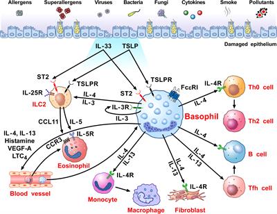 Basophils from allergy to cancer